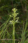 Green fringed orchid